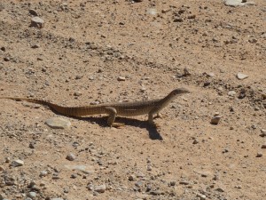 A Monitor lizard that narrowly escaped our wheels.