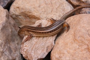 A medium-sized skink that took a death-defying leap from a cliff above us.