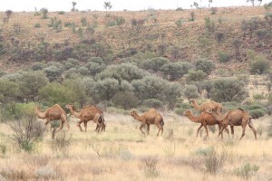 Feral camels.