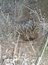 An echindna. The baby's are called puggles.