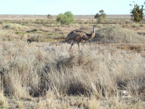 Emu.