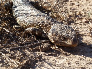 Shingleback lizard. Also known as a bob-tail.