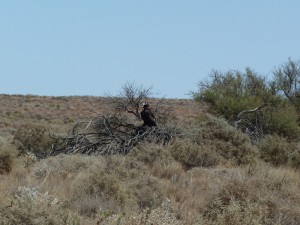 Wedge-tail eagle. The largest bird of prey in Australia.