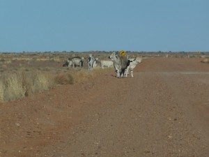 Cows roaming wide expanses of land in outback Australia.