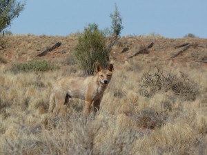 A dingo probably crossed with a wild dog.