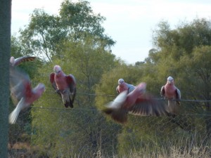 Cockatoo galahs