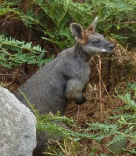 A rambo wallaby on steroids!