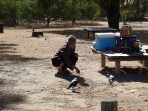 Jules taming the magpies with rock cakes.