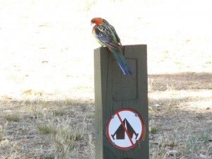 Rosella