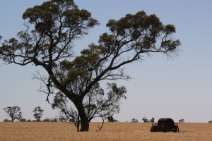 Farmland near Mt Arapiles